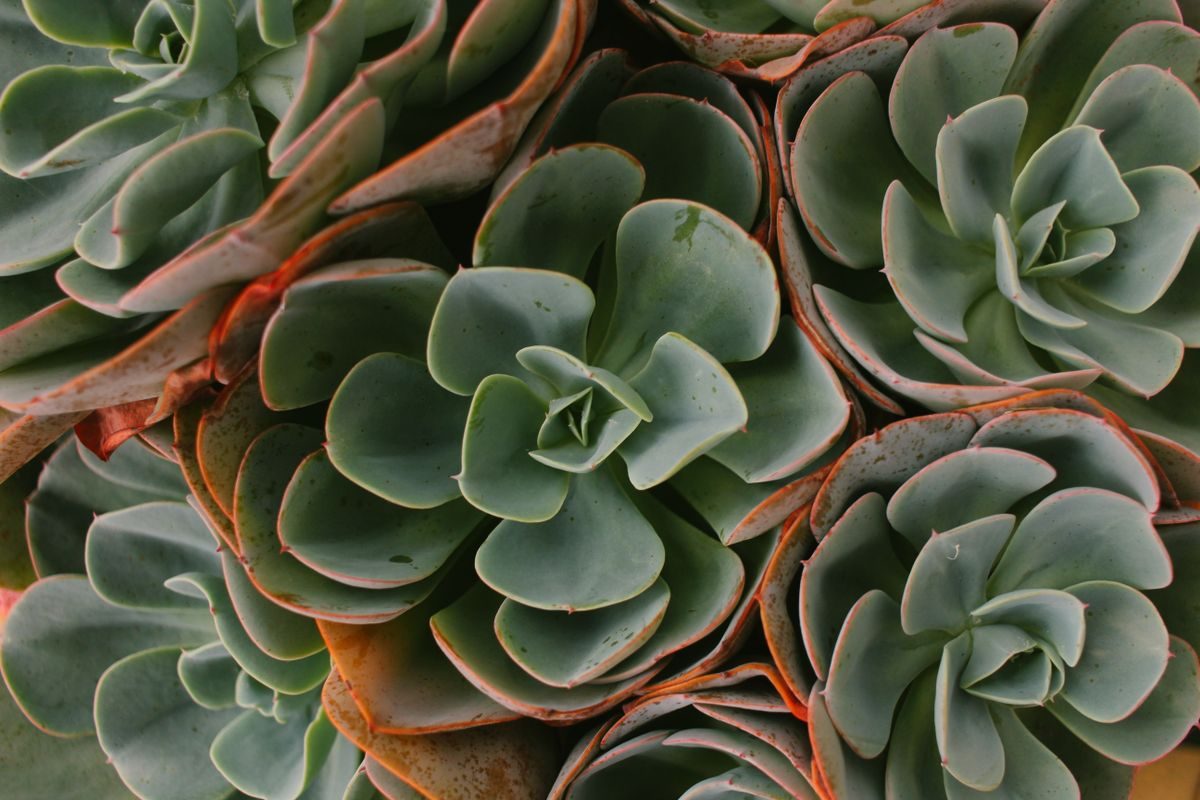 Succulents